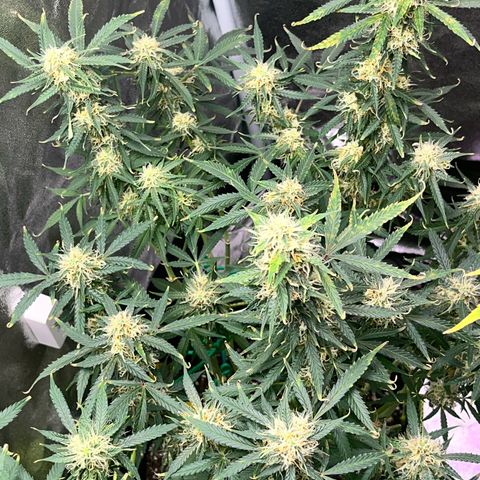 Crokscrew tyson 2.0 growlog timeline photo