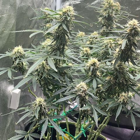 Crokscrew tyson 2.0 growlog timeline photo