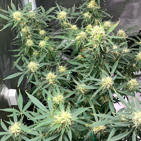 Crokscrew tyson 2.0 growlog timeline photo