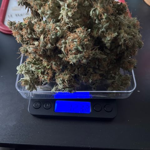 Northern light Auto growlog timeline photo