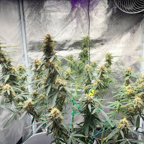 Crokscrew tyson 2.0 growlog photo: And the tyson is strugleing again for his life , says to much lught , and there is not too much light its just mshitty genetics from RQS and their colab with tyson , i want my money back, fucking hell 4 months and only 2 weeks in flowering , crazyy 