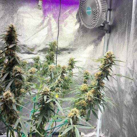 Crokscrew tyson 2.0 growlog photo: And the tyson is strugleing again for his life , says to much lught , and there is not too much light its just mshitty genetics from RQS and their colab with tyson , i want my money back, fucking hell 4 months and only 2 weeks in flowering , crazyy 