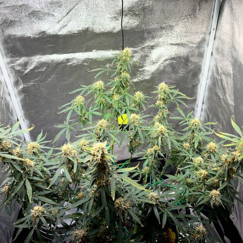 Crokscrew tyson 2.0 growlog photo: And the tyson is strugleing again for his life , says to much lught , and there is not too much light its just mshitty genetics from RQS and their colab with tyson , i want my money back, fucking hell 4 months and only 2 weeks in flowering , crazyy 
