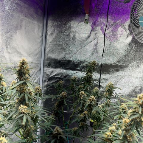 Crokscrew tyson 2.0 growlog photo: And the tyson is strugleing again for his life , says to much lught , and there is not too much light its just mshitty genetics from RQS and their colab with tyson , i want my money back, fucking hell 4 months and only 2 weeks in flowering , crazyy 