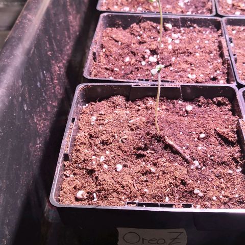 Oreoz(Linda Seeds)  growlog photo: Umgetopft in 1 Liter 