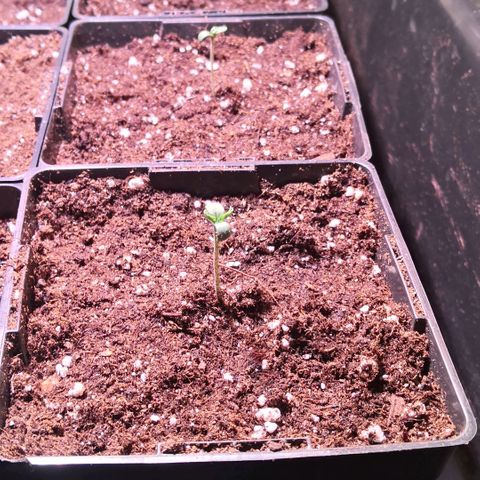 AK47(Linda Seeds)  growlog photo: Umgetopft in 1 Liter 
