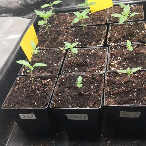 AK47(Linda Seeds)  growlog timeline photo