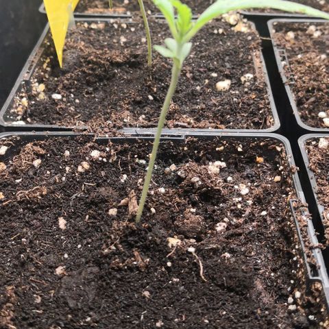 Oreoz(Linda Seeds)  growlog timeline photo