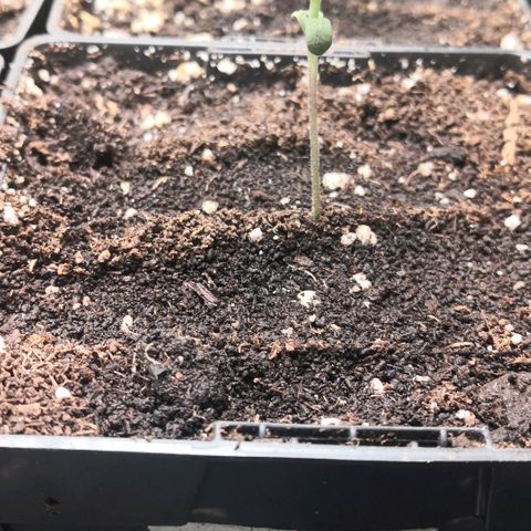 AK47(Linda Seeds)  growlog timeline photo