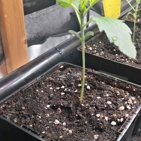 Oreoz(Linda Seeds)  growlog timeline photo