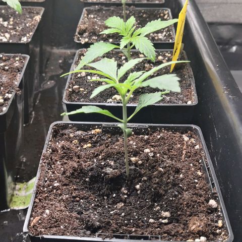 AK47(Linda Seeds)  growlog timeline photo