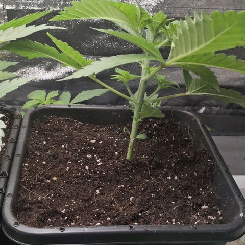Oreoz(Linda Seeds)  growlog timeline photo