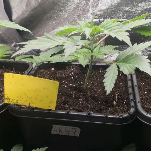 AK47(Linda Seeds)  growlog timeline photo