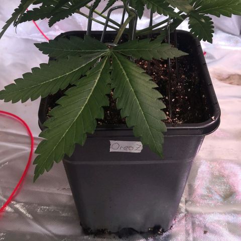 Oreoz(Linda Seeds)  growlog timeline photo