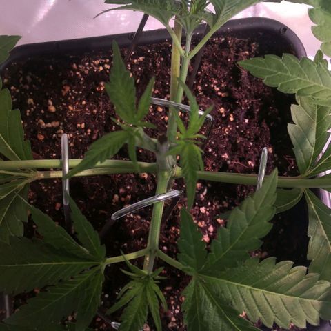 Oreoz(Linda Seeds)  growlog timeline photo