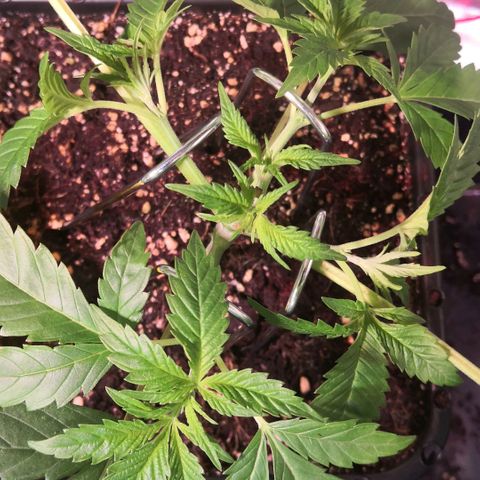 AK47(Linda Seeds)  growlog timeline photo