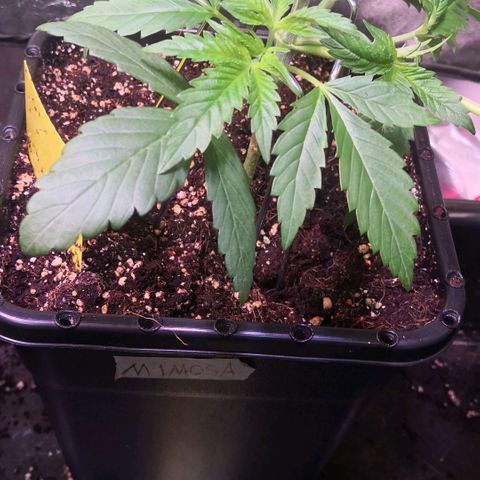 AK47(Linda Seeds)  growlog timeline photo