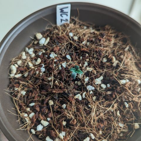 Wedding Cake #2 growlog timeline photo