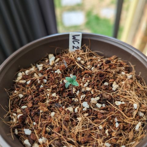 Wedding Cake #2 growlog timeline photo