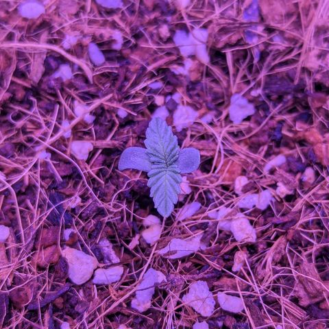 Wedding Cake #2 growlog timeline photo