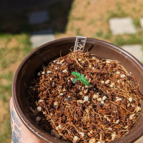 Wedding Cake #2 growlog timeline photo