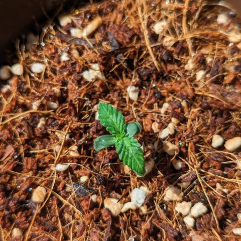 Wedding Cake #2 growlog timeline photo