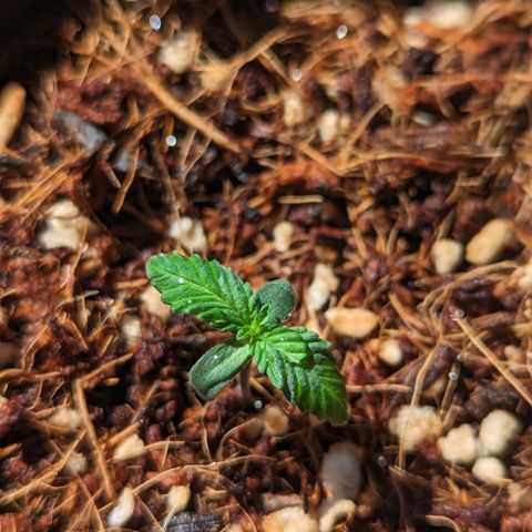 Wedding Cake #2 growlog timeline photo
