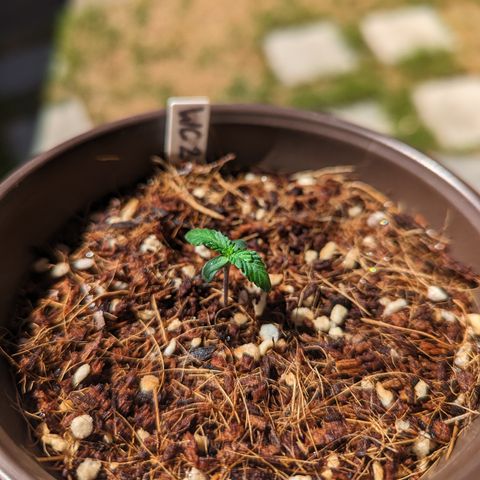 Wedding Cake #2 growlog timeline photo