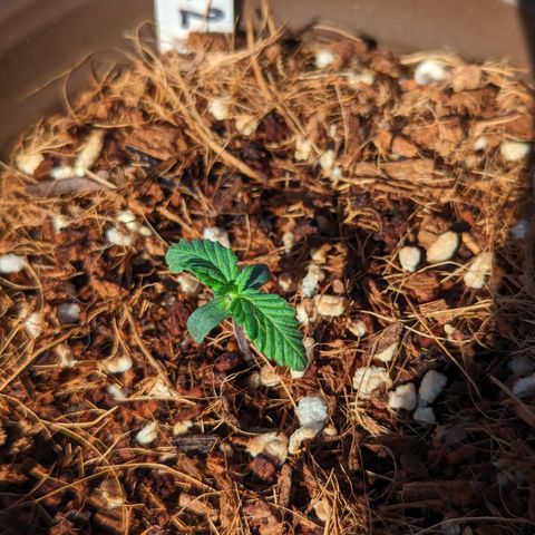 Wedding Cake #2 growlog timeline photo