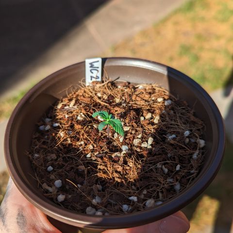 Wedding Cake #2 growlog timeline photo