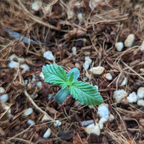 Wedding Cake #2 growlog timeline photo