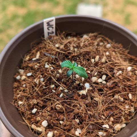 Wedding Cake #2 growlog timeline photo