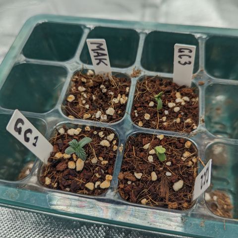 Green Crack #2 growlog timeline photo