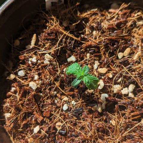 Wedding Cake #2 growlog timeline photo