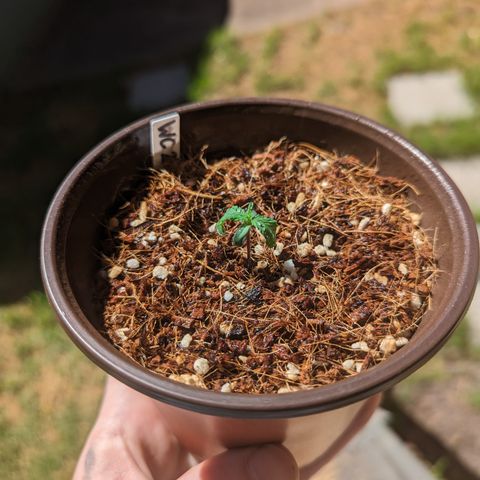 Wedding Cake #2 growlog timeline photo