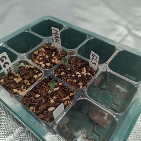 Green Crack #2 growlog timeline photo