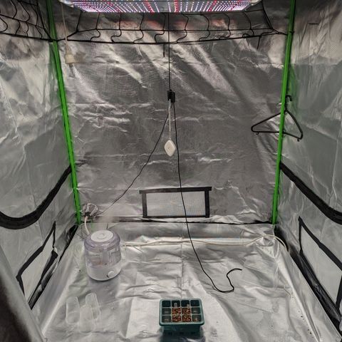 Green Crack #2 growlog photo: Light 20% 90 PPFD 110CM
