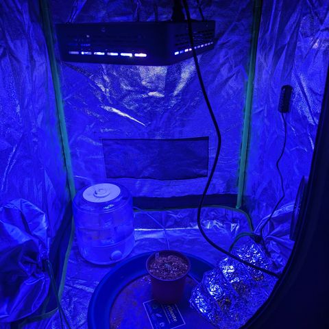 Wedding Cake #2 growlog timeline photo