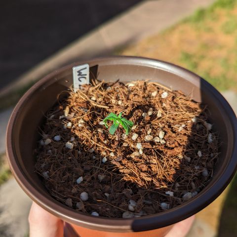 Wedding Cake #2 growlog photo: Still drooping more completely halted growth