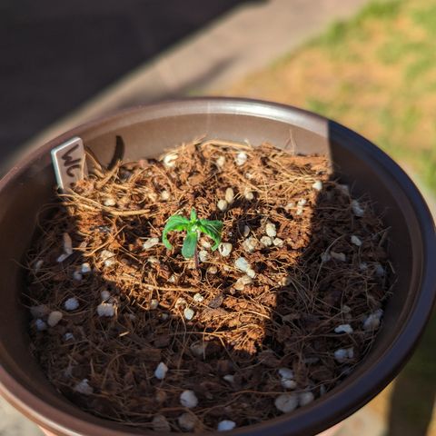 Wedding Cake #2 growlog photo: Still drooping more completely halted growth