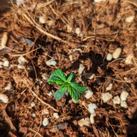 Wedding Cake #2 growlog photo: Still drooping more completely halted growth