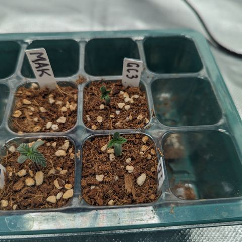 Green Crack #2 growlog photo: Growth slowed down unknown issue