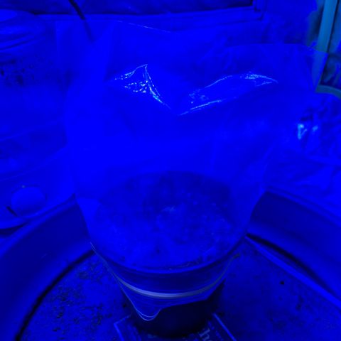 Wedding Cake #2 growlog timeline photo