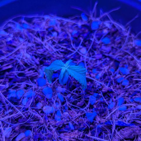 Wedding Cake #2 growlog timeline photo