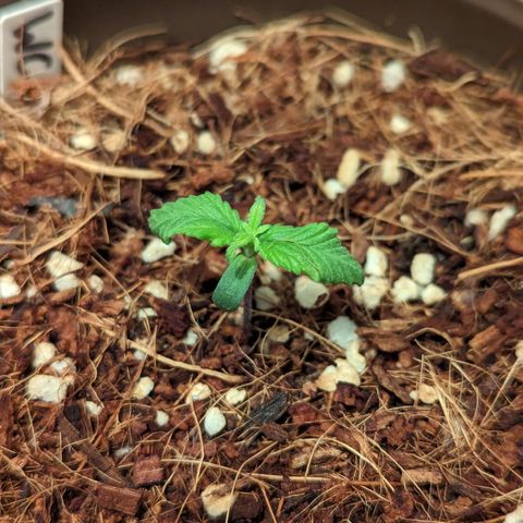 Wedding Cake #2 growlog timeline photo