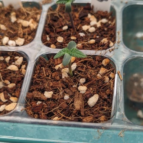 Green Crack #2 growlog timeline photo