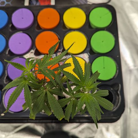 Trainwreck #2 growlog timeline photo