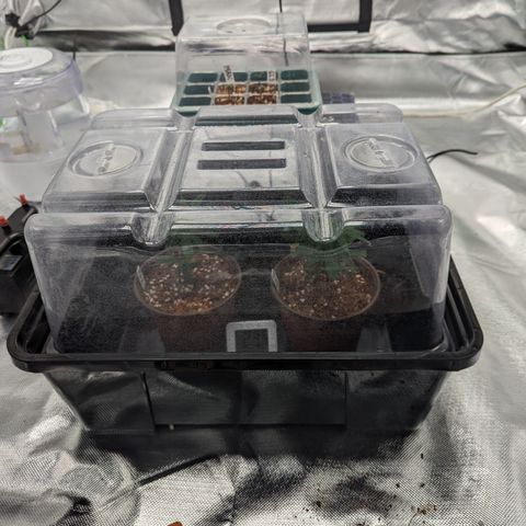 Trainwreck #2 growlog timeline photo