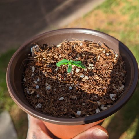 Wedding Cake #2 growlog timeline photo