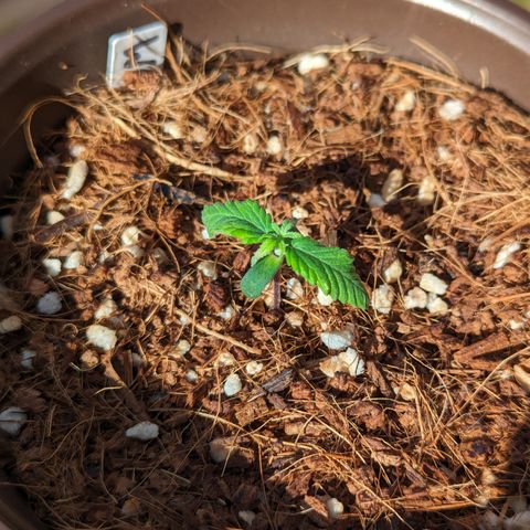 Wedding Cake #2 growlog timeline photo